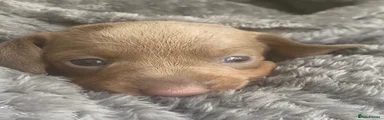 Green Collar