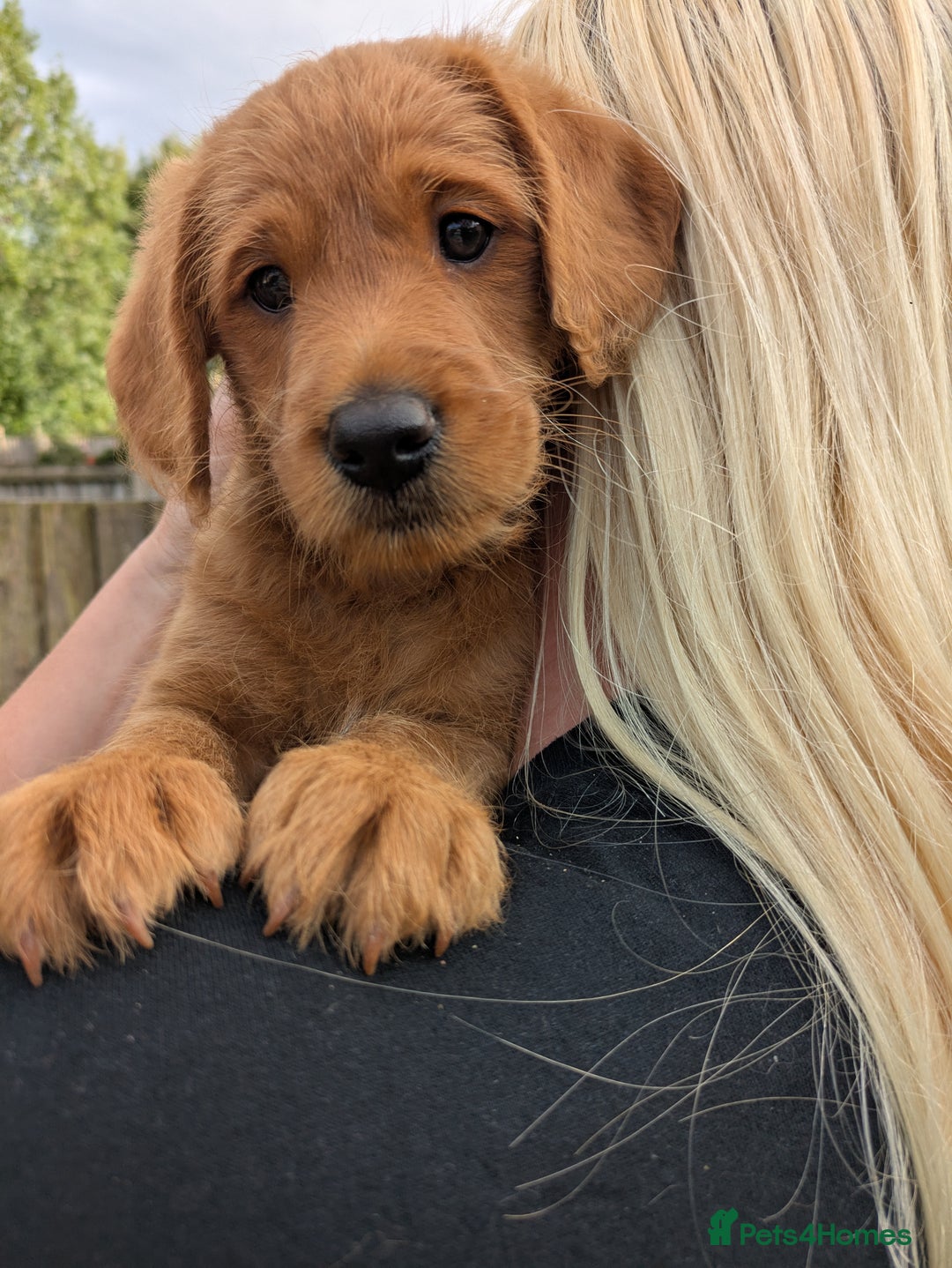 Labradoodle dogs for sale: Fox Red Labradoodles. 4 boys 3 girls  - Image 1