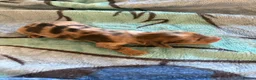 Miniature Dachshund dogs for sale: Long hair miniature dachshund  - Advert 5