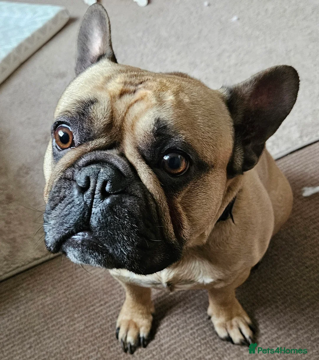 French Bulldog dogs for sale: Bailey the frenchie - Advert 2