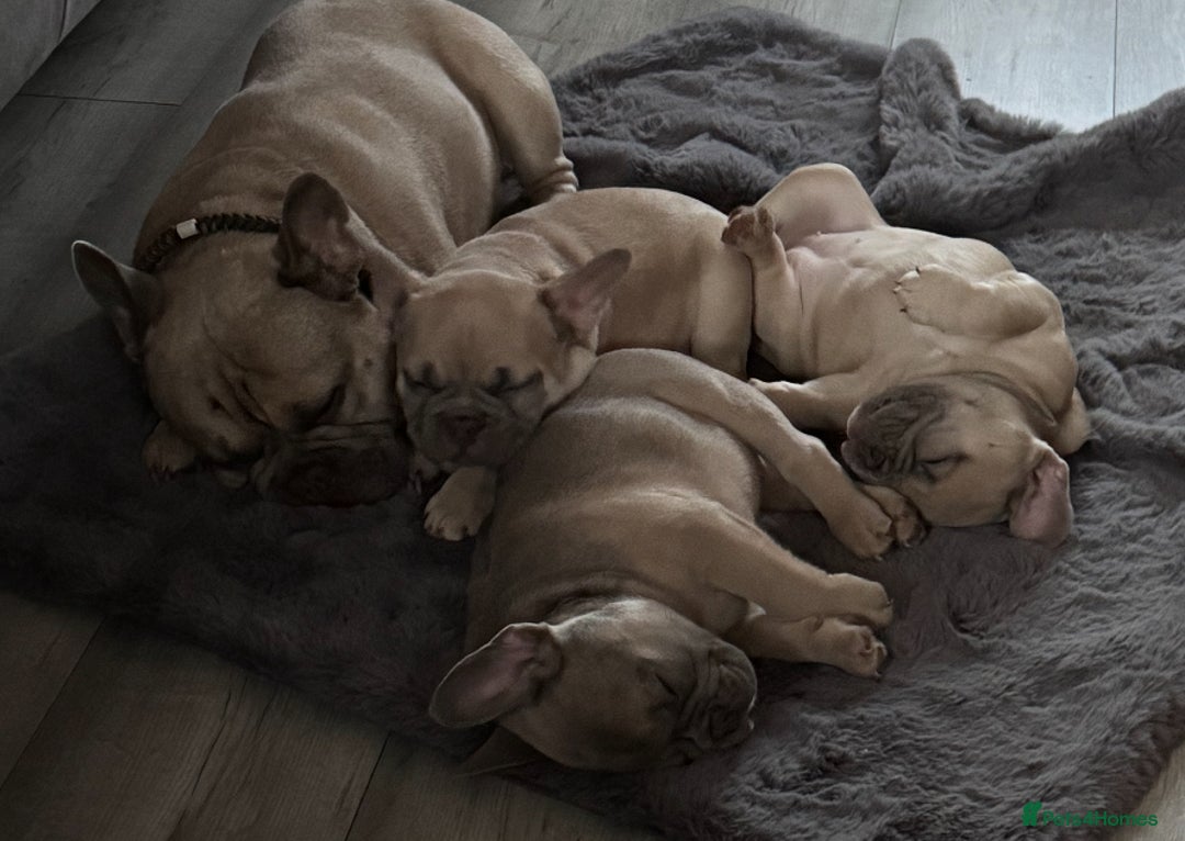 French Bulldog dogs for sale: LILAC Frawn 1girl pup left(I own both mom and dad) - Image 27