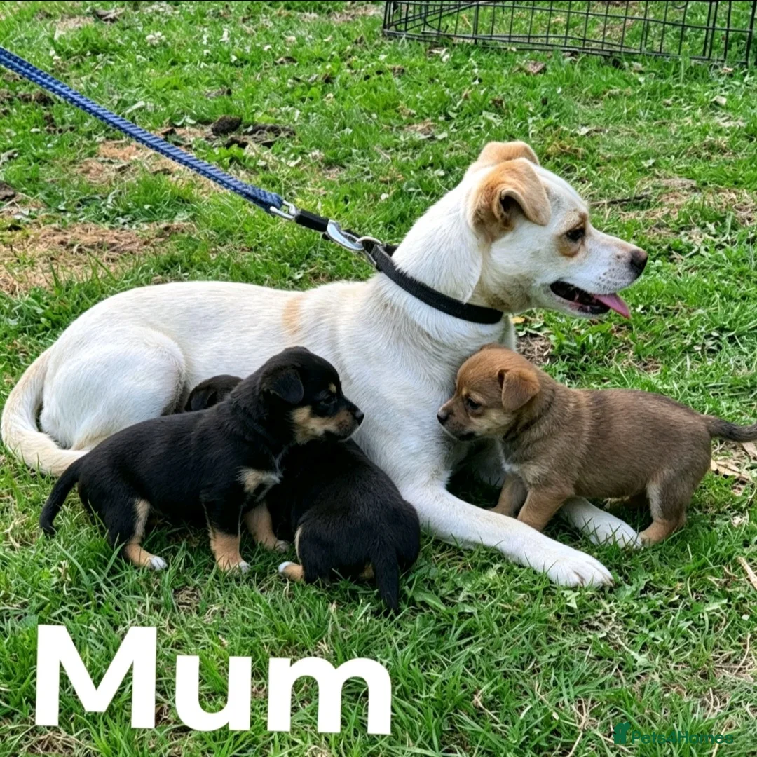 Jack Russell dogs for sale: Jack Russell's puppies in Hereford - Advert 1