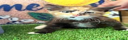 Mixed Breed cats for sale: Ginger and tortoise  kittens  - Advert 7