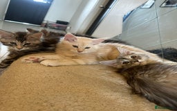 Maine Coon cats for sale: Pedigree Maine coon kittens purebreed XL in Waterlooville - Image 23