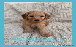 Cockapoo dogs for sale: Stunning F1B Merle Cockapoo Puppies!!!! - Image 27
