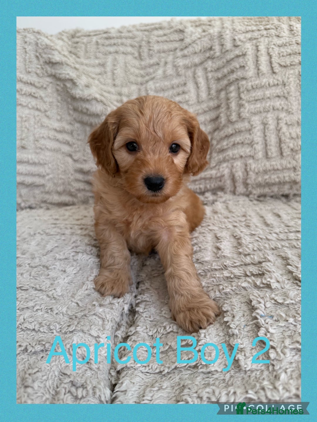 Cockapoo dogs for sale: Stunning F1B Merle Cockapoo Puppies!!!! - Image 27
