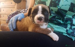 Boxer dogs for sale: 🌟🩷COI 0.5% KC REG BOBTAIL GIRL🩷🌟 - Image 16