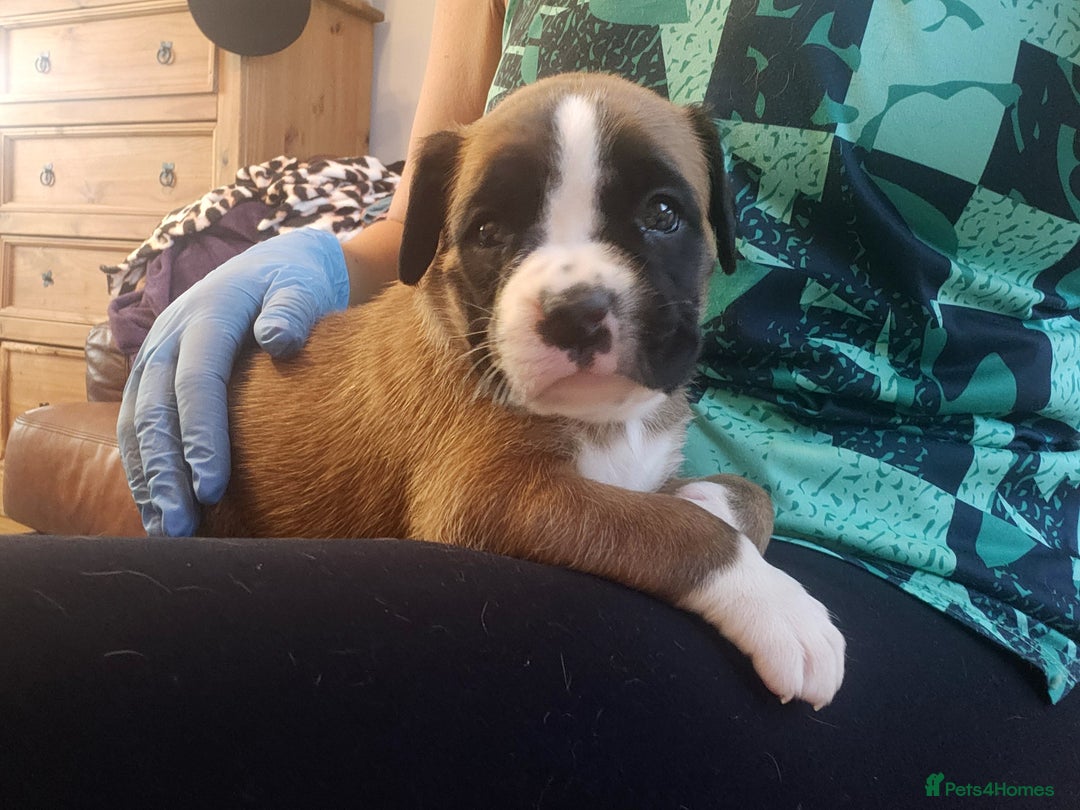 Boxer dogs for sale: 🌟🩷COI 0.5% KC REG BOBTAIL GIRL🩷🌟 - Image 16