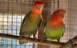 Lovebirds birds for sale: Peach faced love birds - Image 5