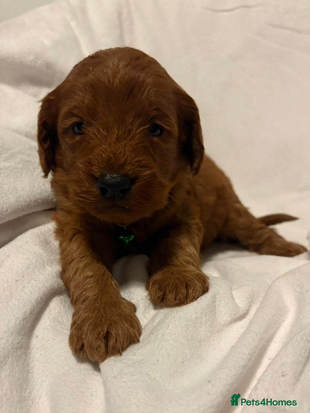 Cockapoo dogs for sale: Deep Red Cockapoos - Advert 13