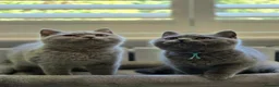 British Shorthair cats for sale: British Shorthair Kittens Teddy Bear chunky Teddys - Advert 1