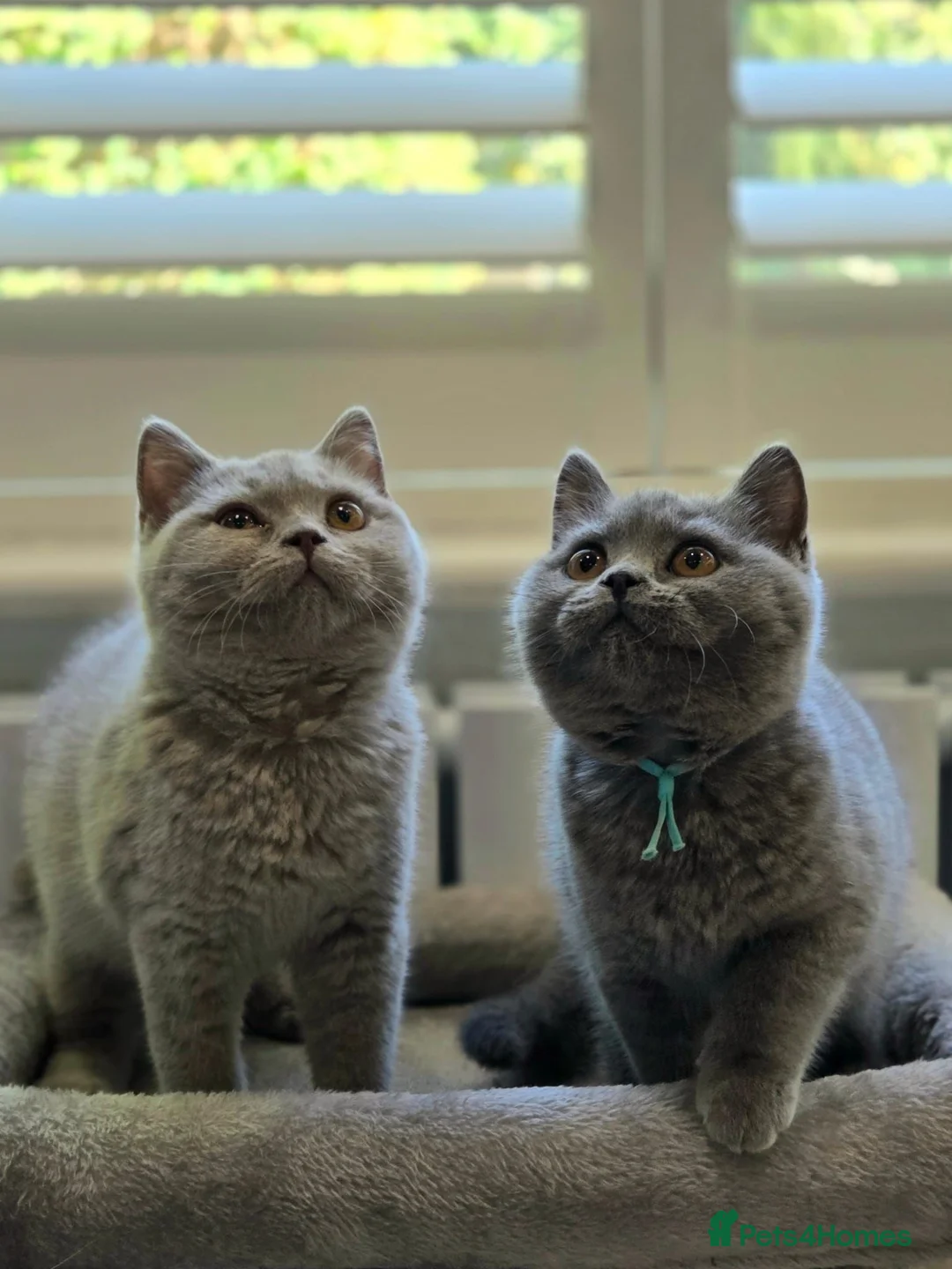 British Shorthair cats for sale: British Shorthair Kittens Teddy Bear chunky Teddys - Advert 1