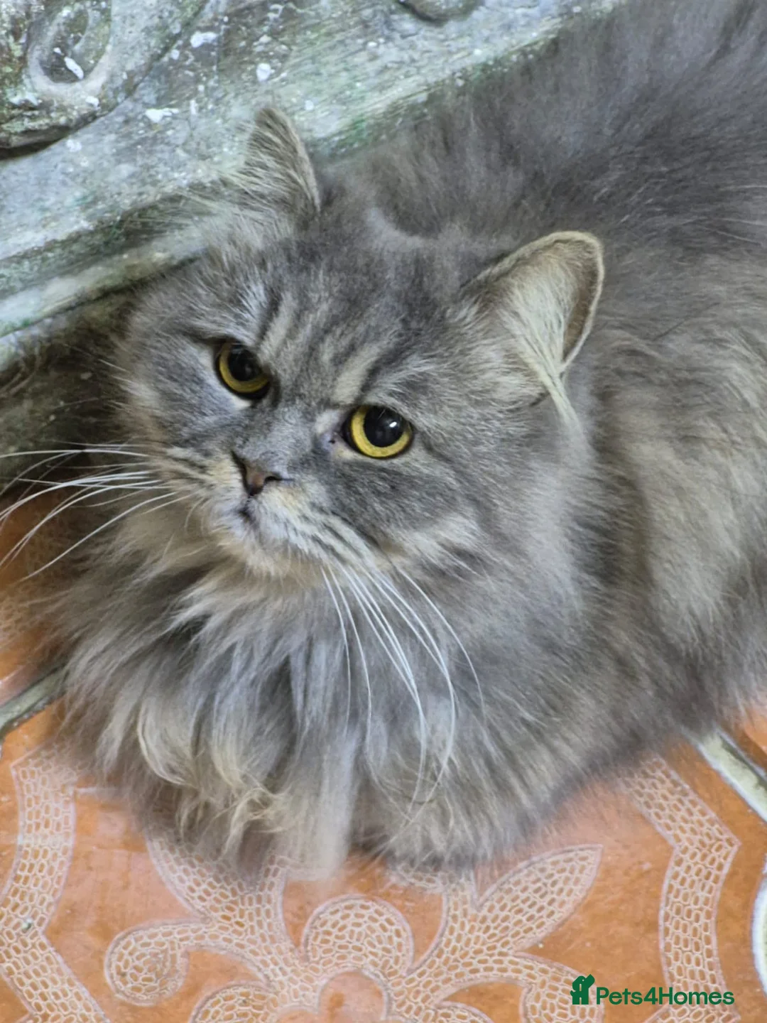 Domestic Shorthair cats for adoption: Bodiccea - Advert 1