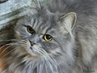 Domestic Shorthair cats Bodiccea - Advert 1