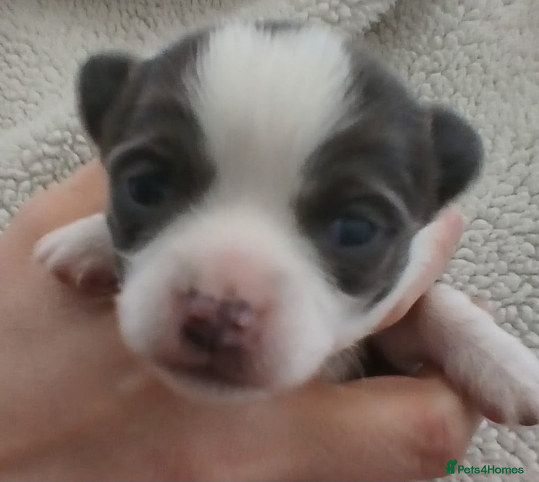 Chihuahua dogs for sale: Excellent pedigree long haired chihuahuas  - Advert 6