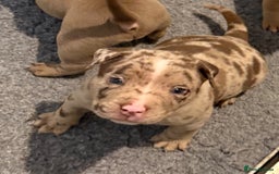 American Bully dogs for sale: Pocket bully puppies  - Image 11