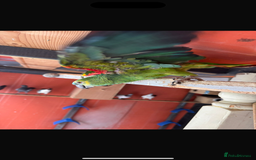 Parrots birds for sale: Ringneck Parrots & Amazon Green - Image 5