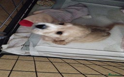 Mixed Breed dogs for sale: CavalierxCocker Spaniel Puppies -Both Parents Here - Image 10