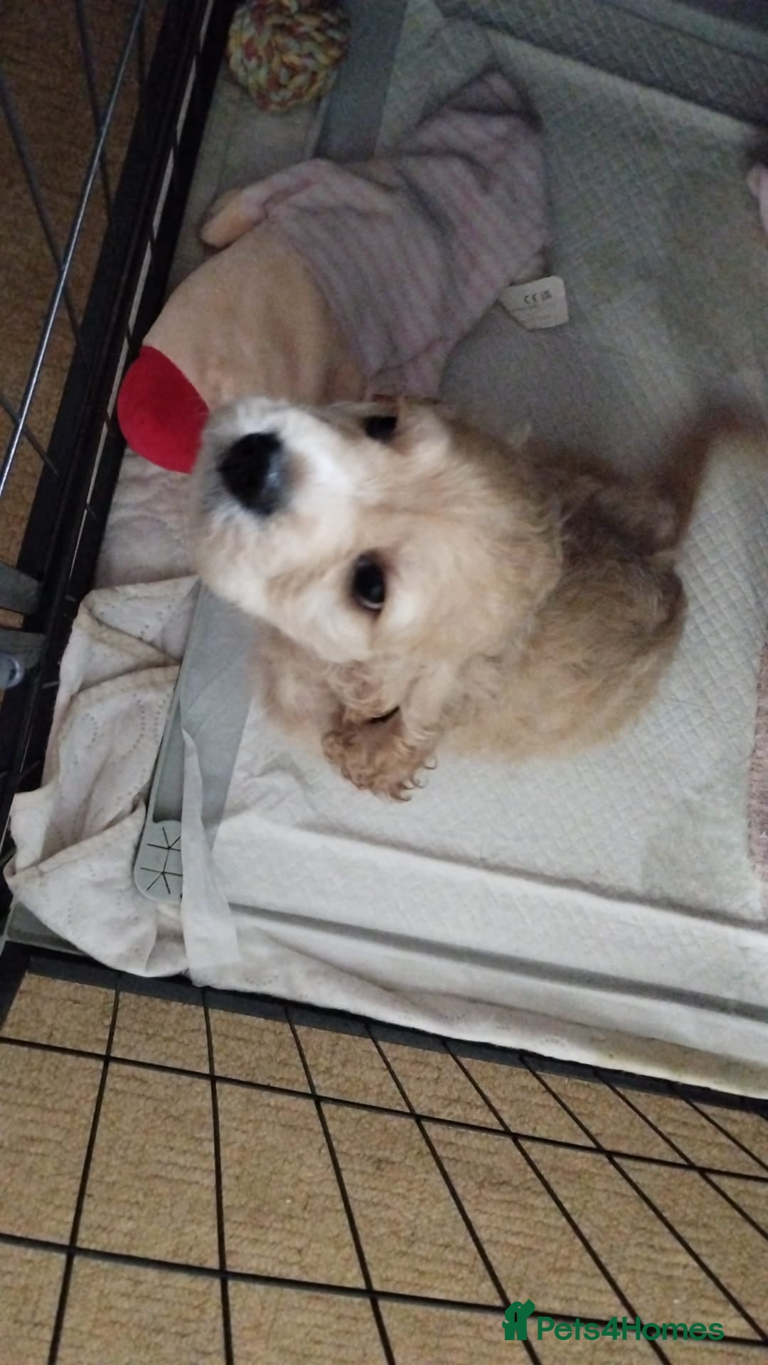 Mixed Breed dogs for sale: CavalierxCocker Spaniel Puppies -Both Parents Here - Image 10