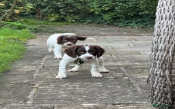 English Springer Spaniel dogs for sale: READY TO GO KC REG ESS PUPPIES - Image 20
