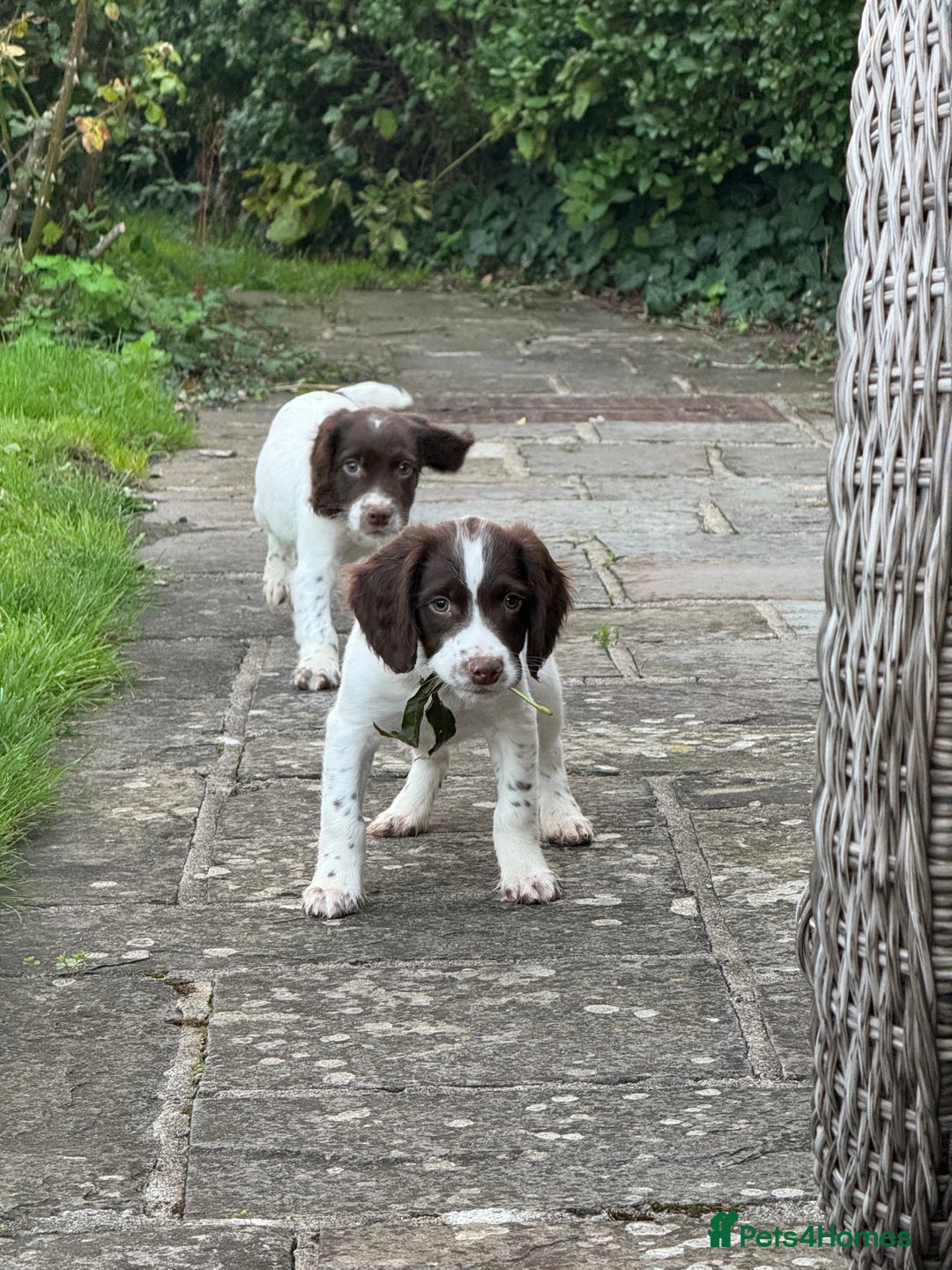 English Springer Spaniel dogs for sale: READY TO GO KC REG ESS PUPPIES - Image 20