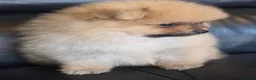 Pomeranian dogs for sale: Absolutely  stunning pomeranian  puppies  - Advert 14