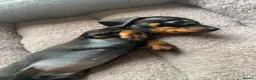 Miniature Dachshund dogs for sale: Miniature dachshund 3 boys 5 girls - Advert 4