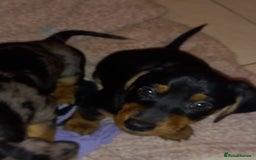 Dachshund dogs for sale: Dachshund cross pups 3/4 breed - Image 6