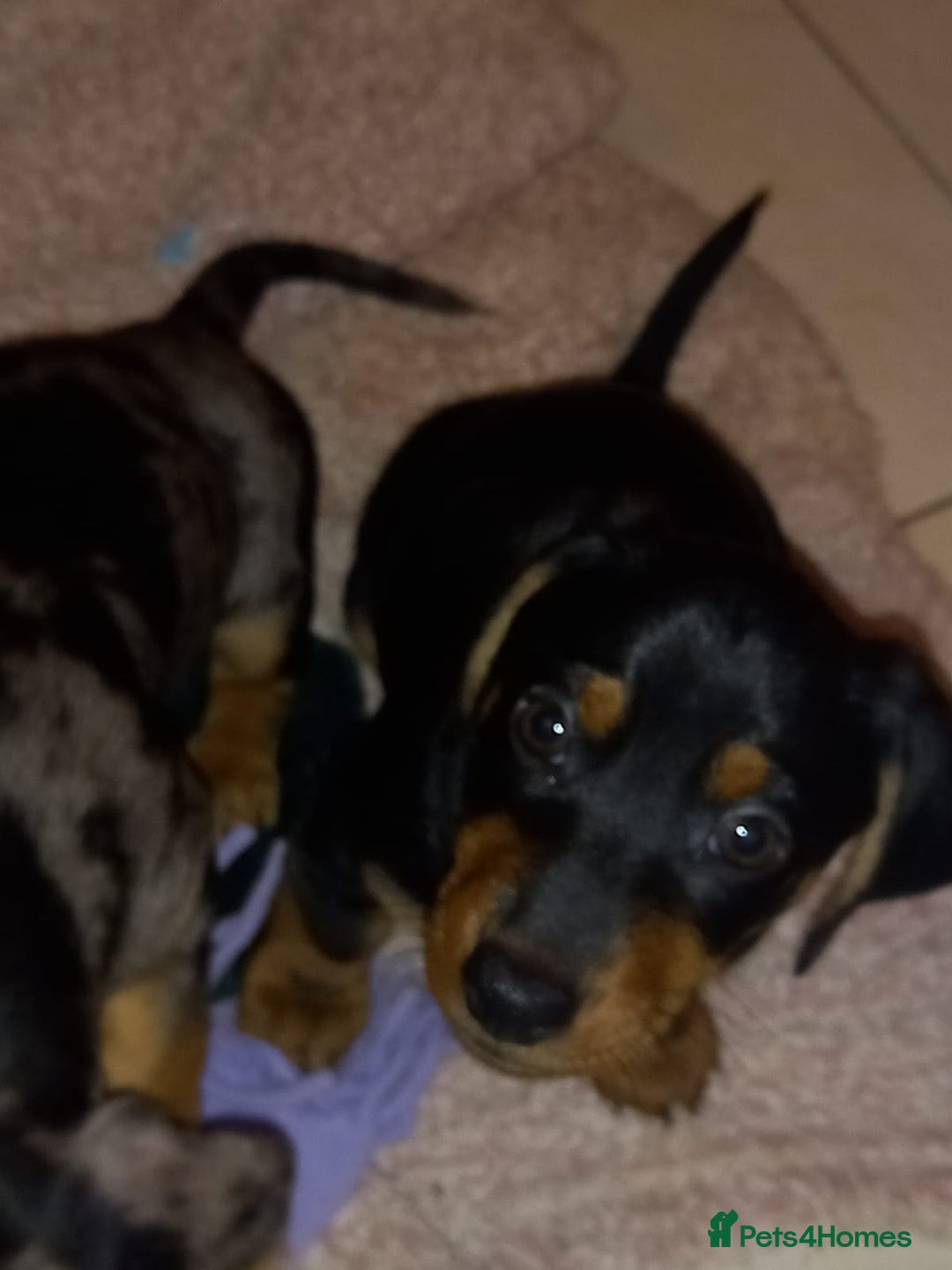 Dachshund dogs for sale: Dachshund cross pups 3/4 breed - Image 6