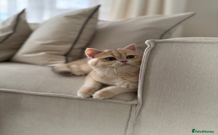 British Shorthair cats Lilac Golden British Shorthair kitten 🤍 - Advert 1