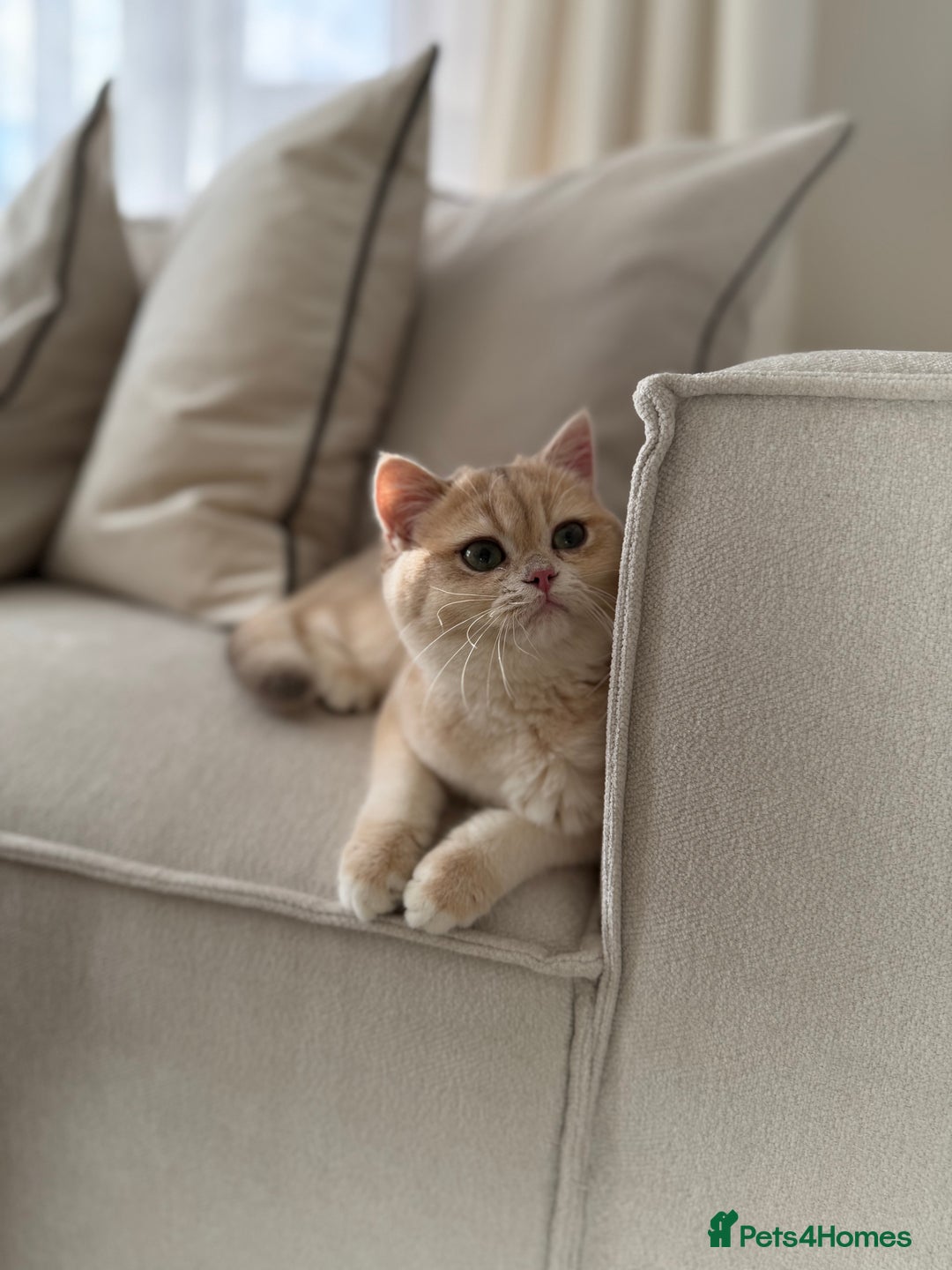 British Shorthair cats for sale: Lilac Golden British Shorthair kitten 🤍 - Advert 1