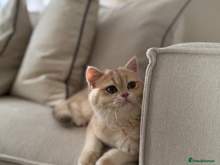 British Shorthair cats Lilac Golden British Shorthair kitten 🤍 - Advert 3