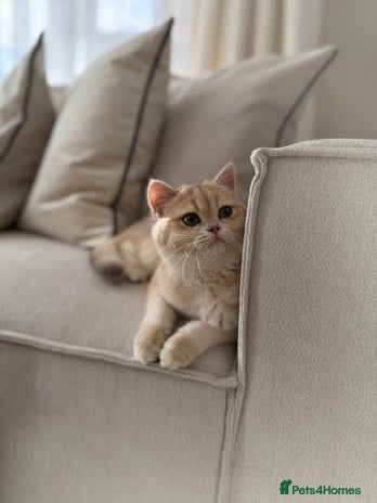British Shorthair cats Lilac Golden British Shorthair kitten 🤍 - Advert 1