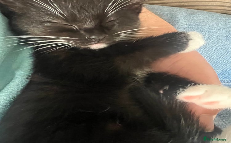 Mixed Breed cats - Advert 4