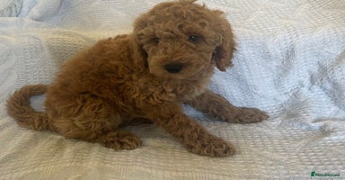 Poochon dogs - Advert 1