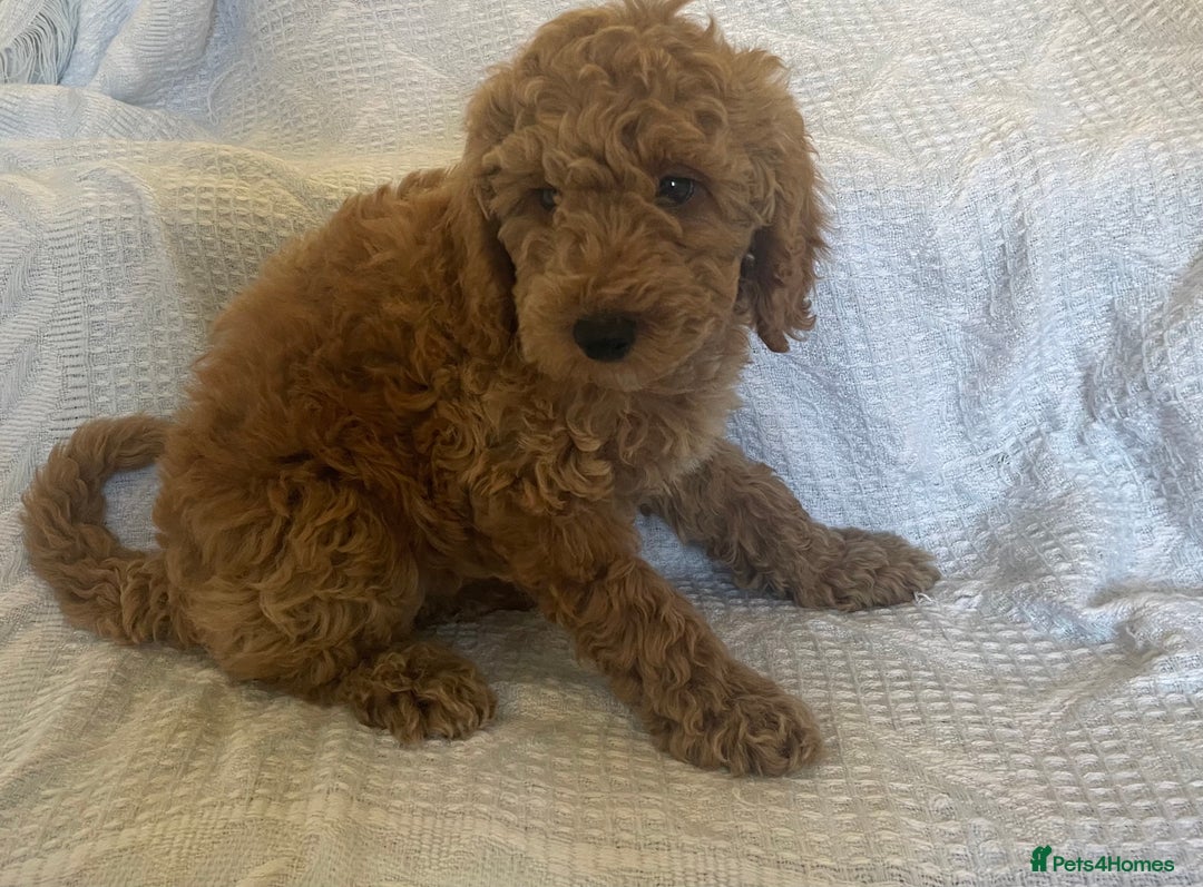 Poochon dogs for sale: Poochon boy - Image 2