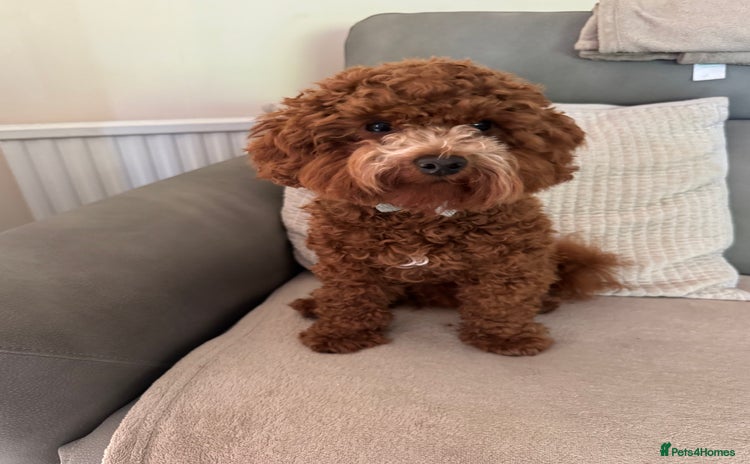 Miniature Poodle dogs - Advert 5