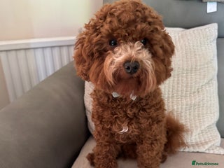 Miniature Poodle dogs - Advert 27