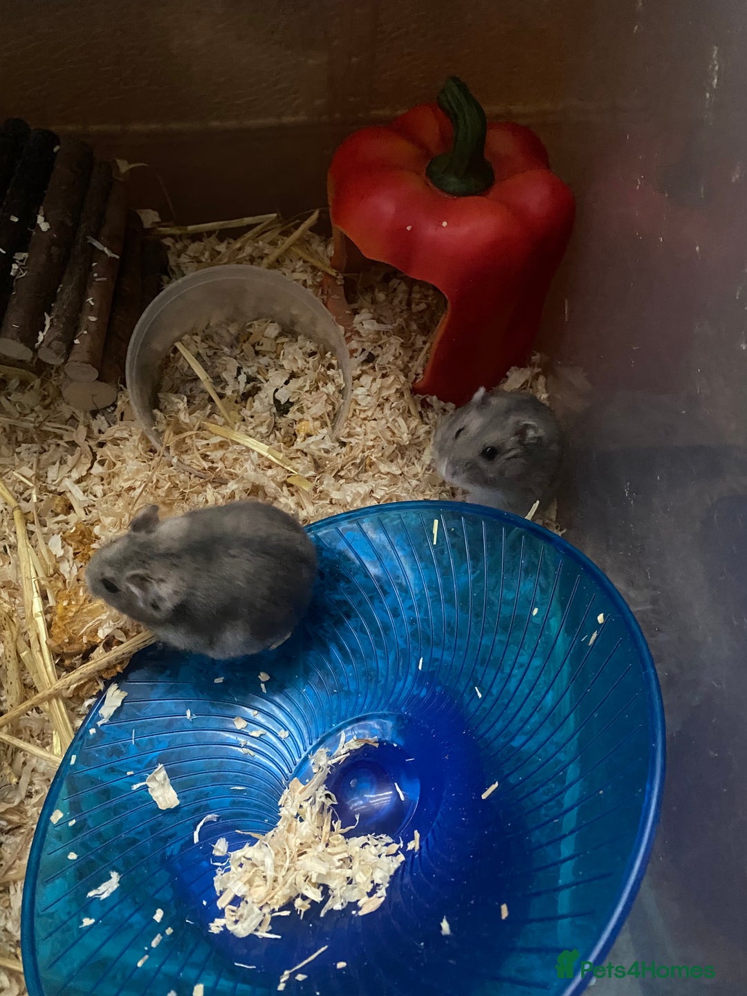 Hamster rodents for sale: Russian dwarf hamsters - Image 5