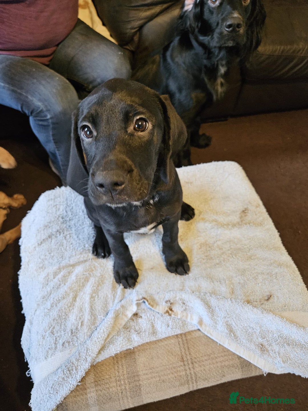 Mixed Breed dogs for sale: Gorgeous litter of pointerdor/sprocker puppies. - Advert 7