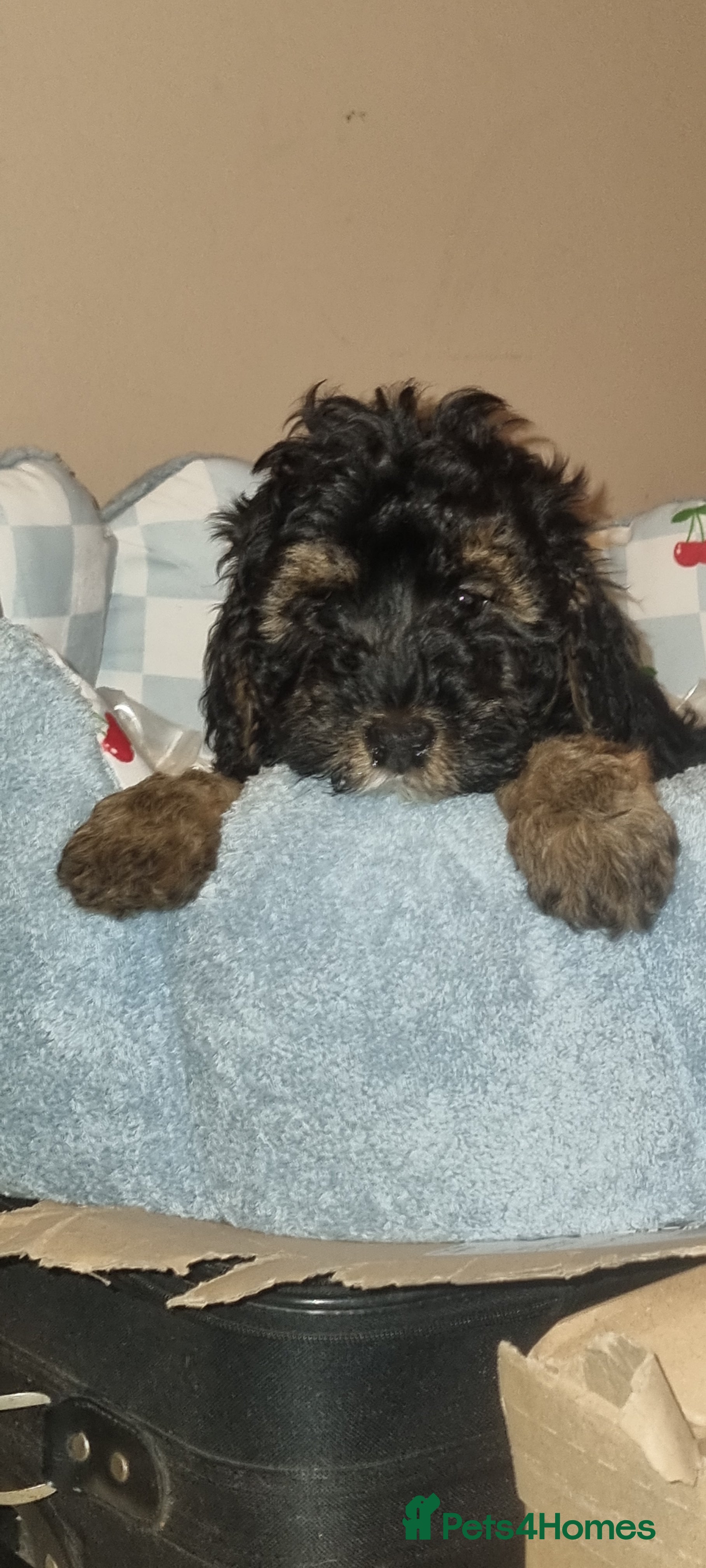 Toy Poodle dogs TOY POODLE X's LAST ONE(Fully Vaxed n Microchiped  - Advert 1