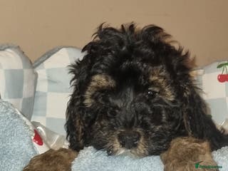 Toy Poodle dogs TOY POODLE X's LAST ONE(Fully Vaxed n Microchiped - Advert 3