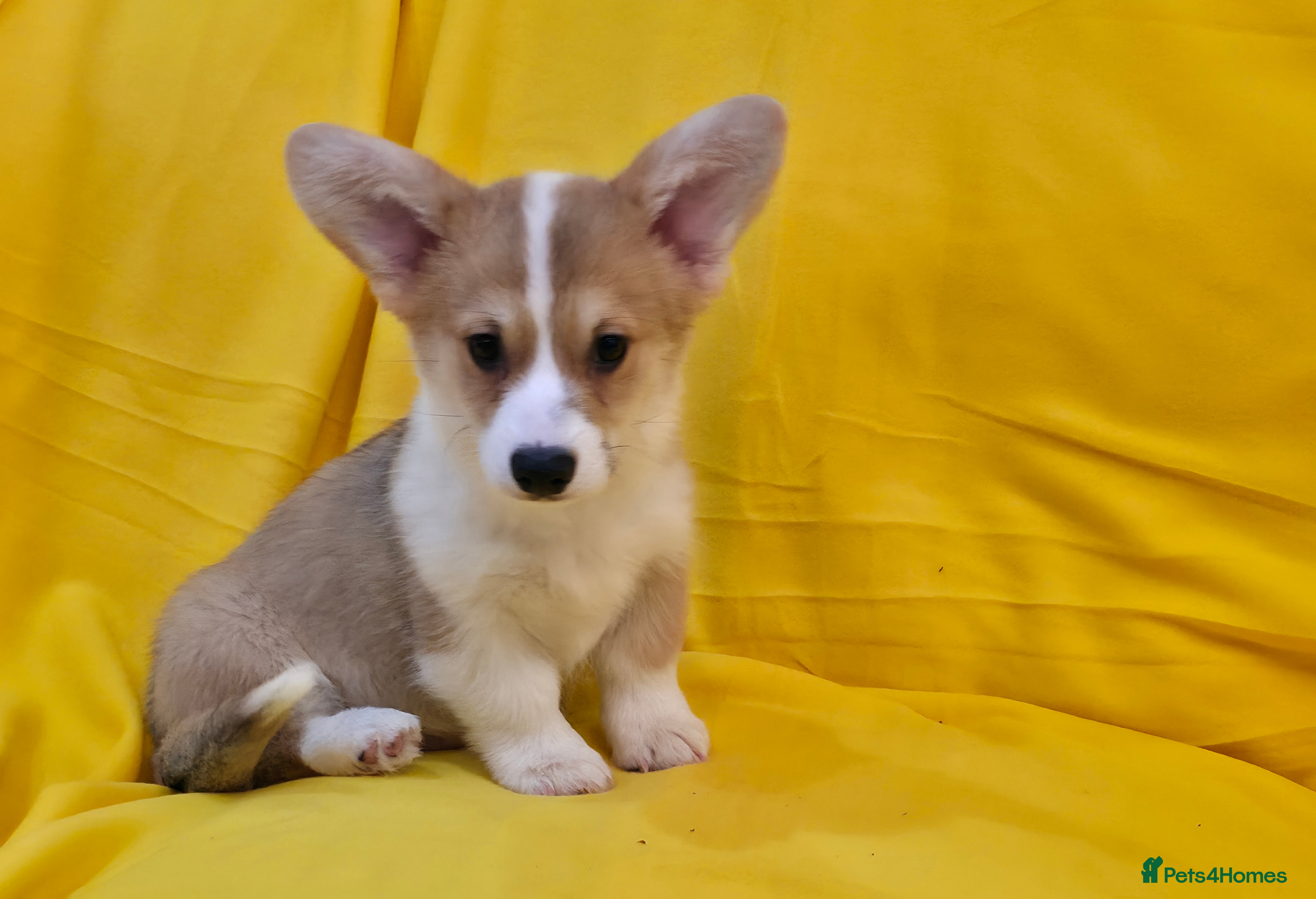 Welsh Corgi Pembroke dogs 33rd Gen KC Pembroke Corgi Pups - Advert 14