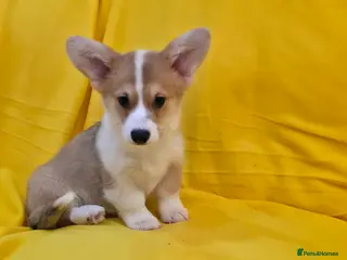 Welsh Corgi Pembroke dogs 33rd Gen KC Pembroke Corgi Pups - Advert 14