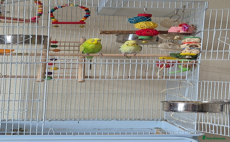 Budgerigars birds Pair of budgies free to a good home - Advert 5