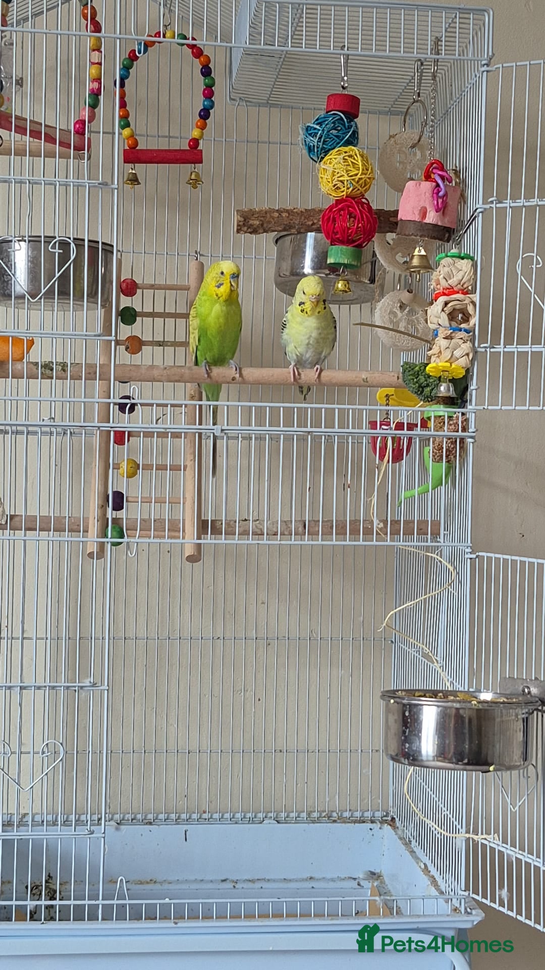 Budgerigars birds for sale: Pair of budgies free to a good home - Advert 1