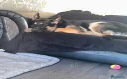German Shepherd dogs for stud: Available for stud  in Darlington - Image 4
