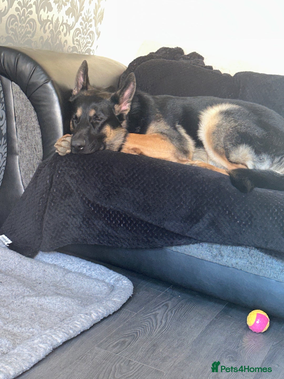 German Shepherd dogs for stud: Available for stud  in Darlington - Image 4