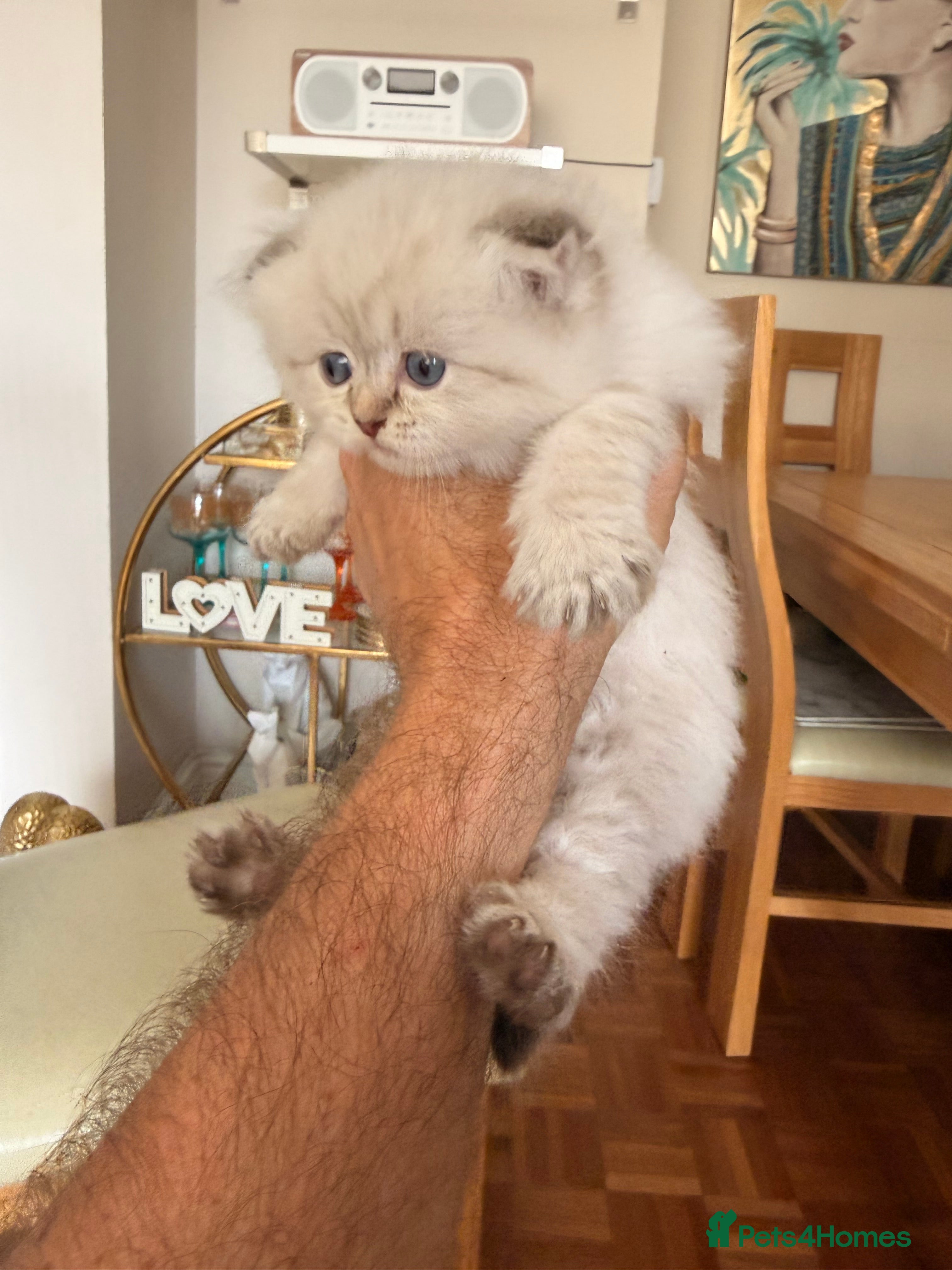 Scottish Fold cats for sale: Beautiful Rainbow litter available to reserve - Advert 36