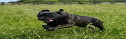 Mastiff dogs for sale: Bonnie - 3 year old mastiff  in London - Advert 3